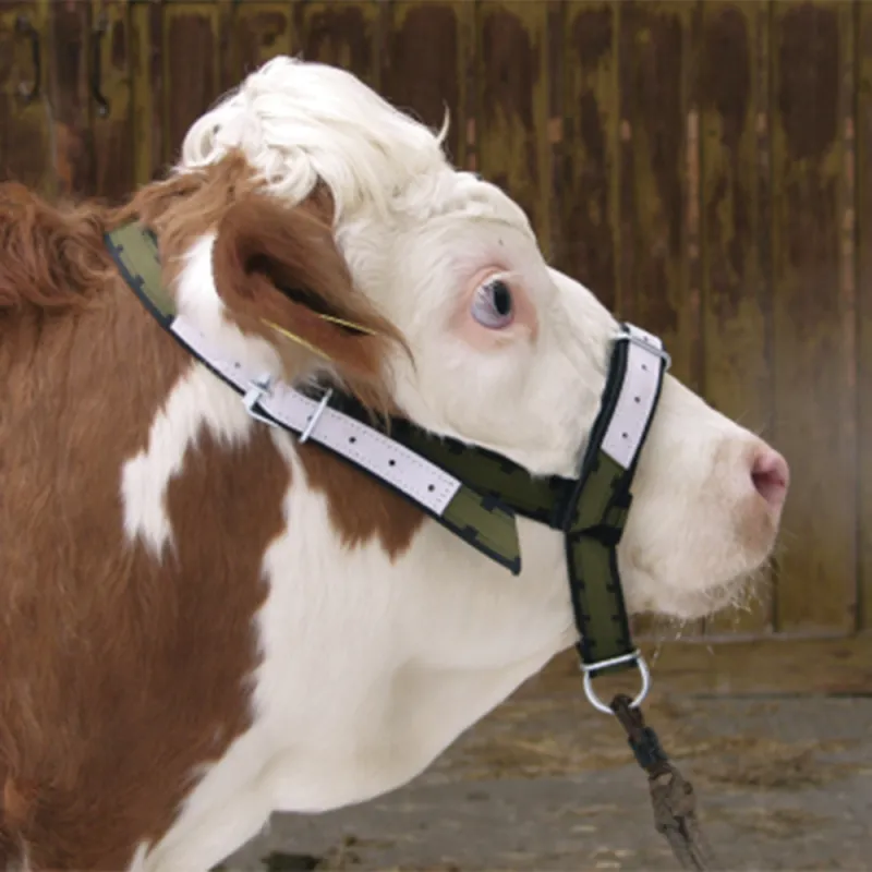 Licol cuir bovins - réglable et ultra-résistant 55cm