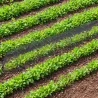 Tunnel maillé 3m pour protéger votre potager