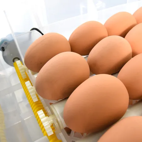 Couveuse auto SP Couvitech® 120 œufs - Éclosion pro