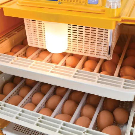 Couveuse Novital Covatutto 108 - Incubation semi-auto