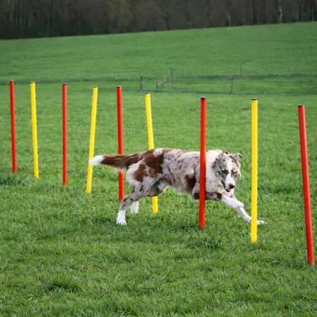 Kit agilité chien 3-en-1 : anneau, barre et slalom réglables