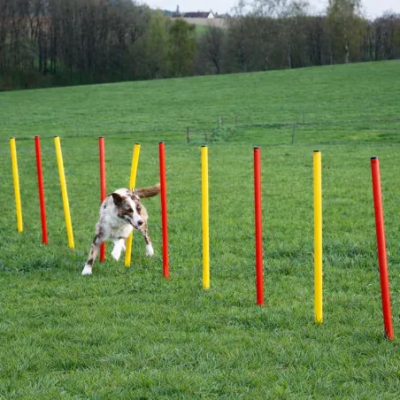Kit agilité chien 3-en-1 : anneau, barre et slalom réglables