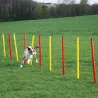 Kit agilité chien 3-en-1 : anneau, barre et slalom réglables