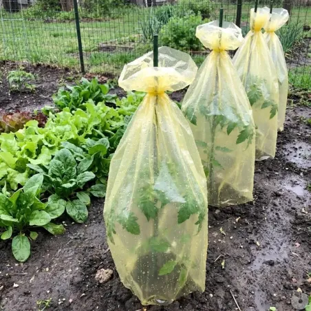 Gaine forçage jaune anti-UV pour tomates et légumes