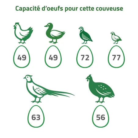 Kit couveuse évolutive 49 œufs - MAINO - Caille à poule