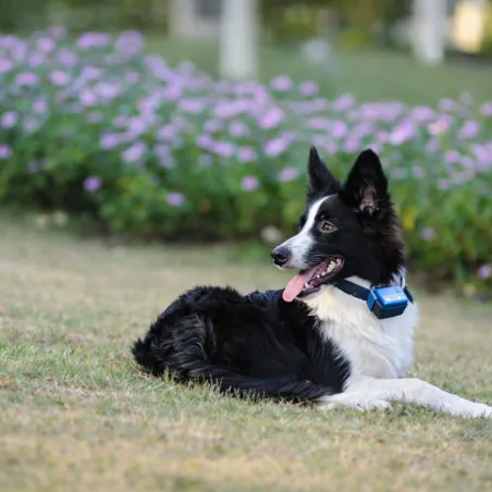 Collier Canicalm anti-aboiements pour gros chiens