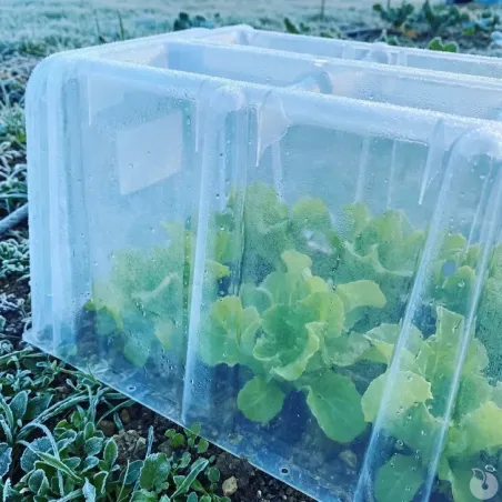 Tunnel de forçage 1,05m - Serre mini potager 40cm