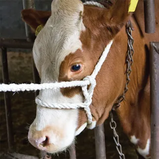 Licol en corde résistant pour bovins - 18mm