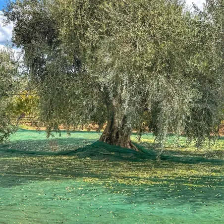 Filet récolte 12x12m maille 5mm - Résistant et léger 50g/m²