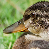 l'levage des canards