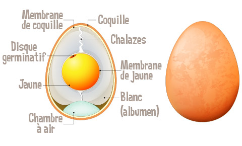 Structure de l'oeuf