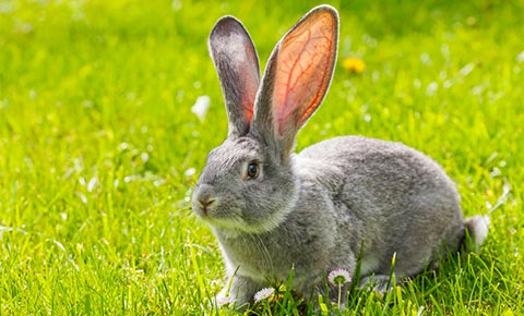 Lapin semi-liberté