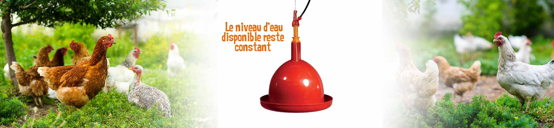 Abreuvoir automatique volaille
