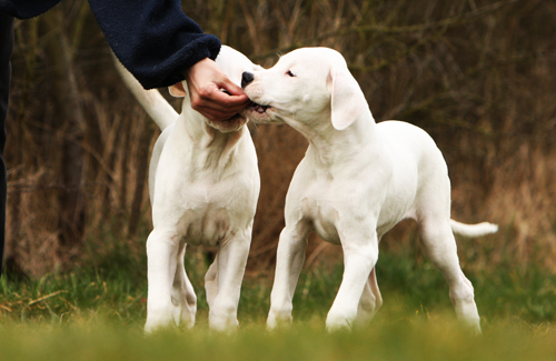 friandise pour chien