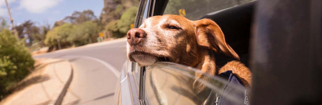 Voayger avec son chien en voiture cage chien voiture