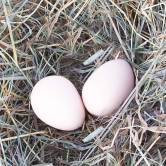 Oeuf de poule factice x2