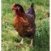 Oeufs fécondés d’une poule pondeuse noire 466