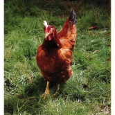 Lot de 6 oeufs fécondés pondeuse rousse 477