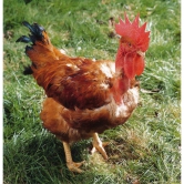 Lot de 6 oeufs fécondés cou nu roux