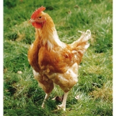 Lot de 6 oeufs fécondés poulet JA 657