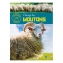 Elevage des moutons