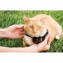 	Clture anti-fugue Filaire avec Collier  pile pour Chat - 10 hectares - PetSafe