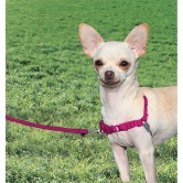 Harnais chien Easy Walk® framboise