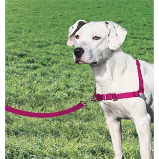 Harnais chien Easy Walk framboise M