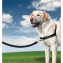 Harnais chien Easy Walk noir L