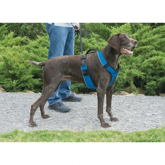 Harnais chien EasySport bleu M