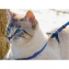 Harnais+laisse chat Easy Walk bleu M