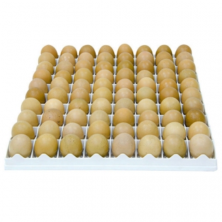 Panier d'incubation oeufs poules TR80