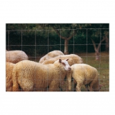 Grillage moutons et chévres