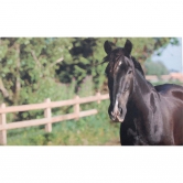 Tapis cheval