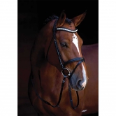 Bridon Shine-On noir, poney