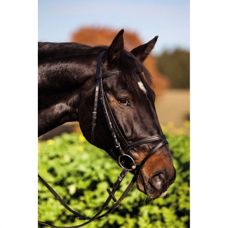 Bridon standard cuir noir pour poney