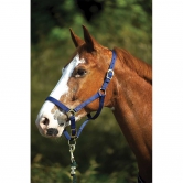 Licol nylon poney fermetures  boucles