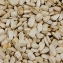 Grosses graines de Tournesol blanches 10 kg