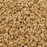 Riz Paddy 