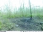 Camra extrieure 3G PIE1023 camo Numaxes
