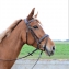 Bridon premium noir poney