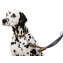 Collier pour chien corde Bleu 30-40 cm