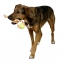 Balle de tennis avec poignée pour chien 