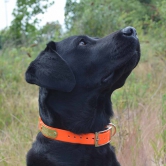 Collier attache rapide - écoresponsable 🇫🇷 - Danse avec ton chien