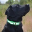 Collier biog. refle. vert anneau T1 + plaque
