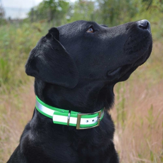 Collier biog. refle. vert anneau T1 + plaque