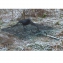 Pige oiseaux  filet 70 x 70