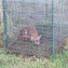 Cage spéciale renard