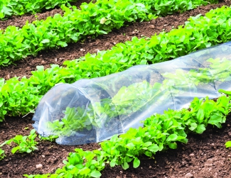 Tunnel de culture 3m