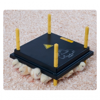 elevage poussin